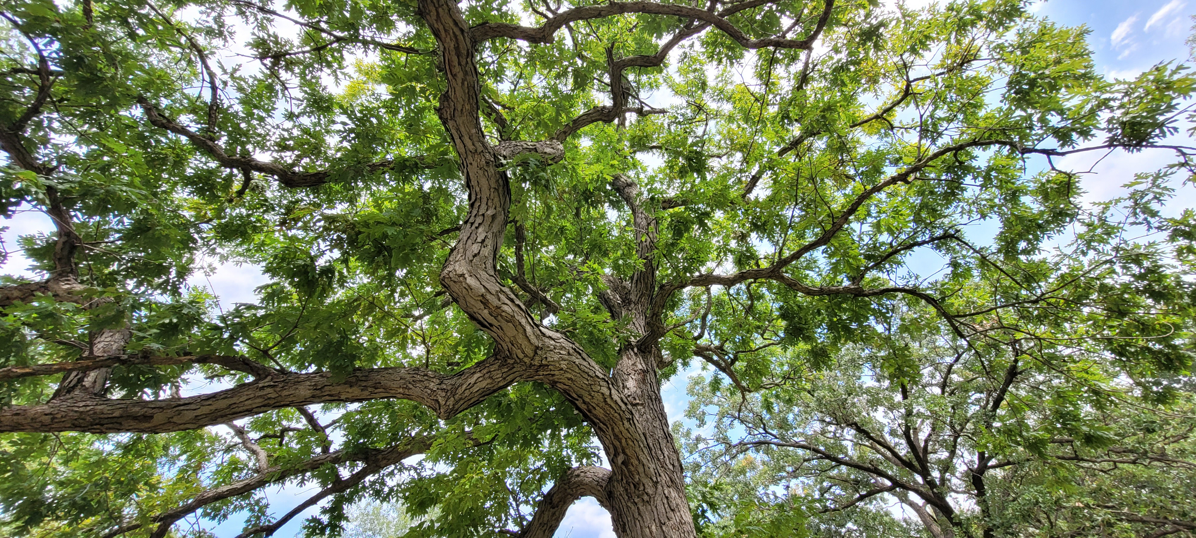 White oak tree