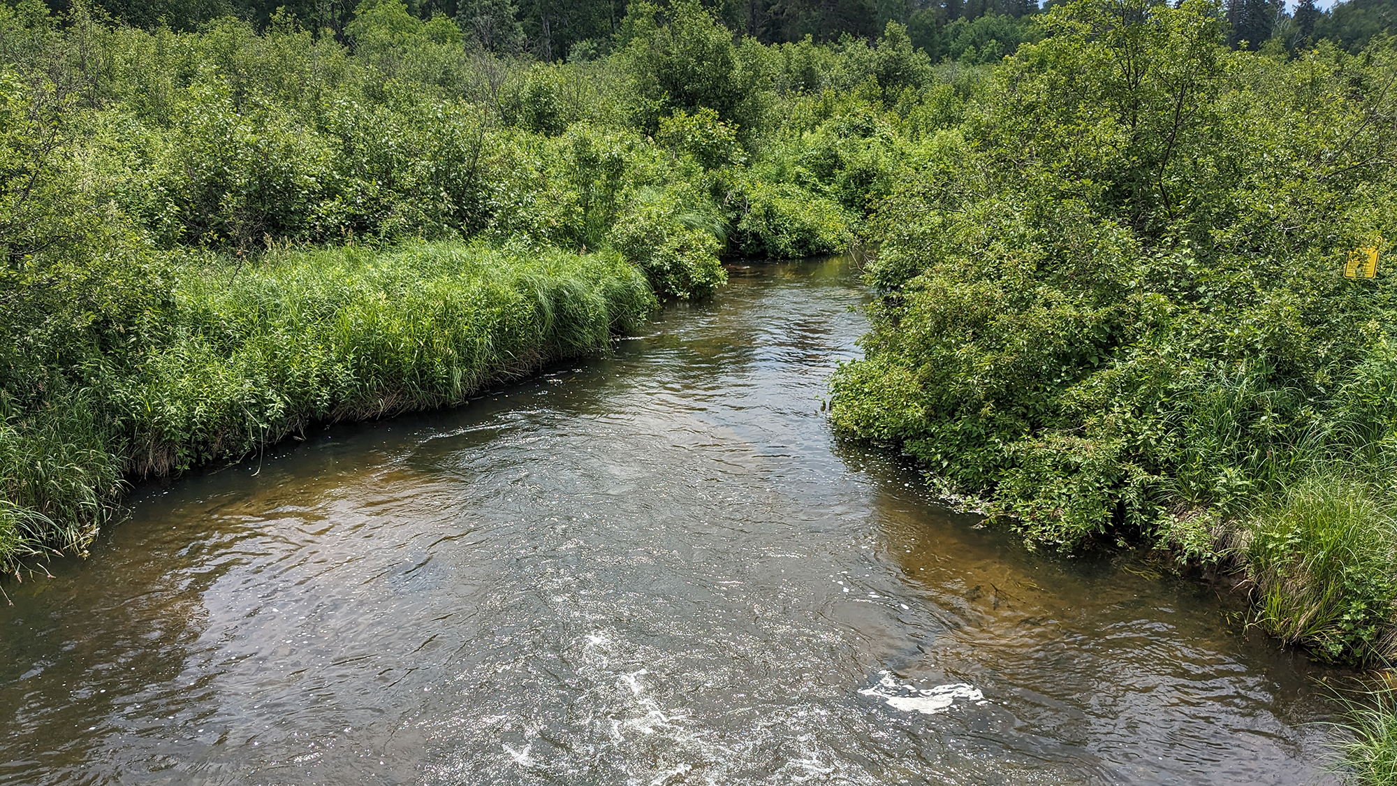 Tall grass, shrubs and trees border a river.