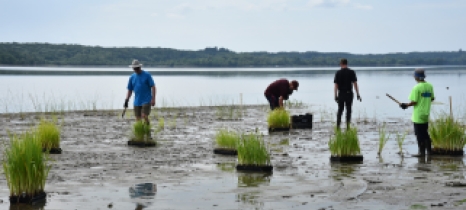 Volunteers help establish aquatic vegetation in exposed mud flats