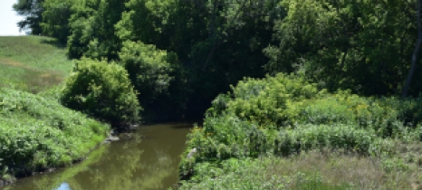 Grass, shrubs and trees border a creek