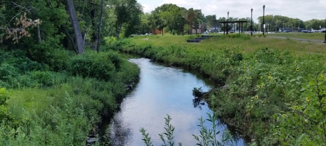 Lush green plants border a narrow stream with trees growing along one bank