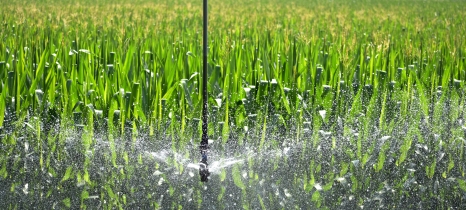 irrigator nozzle sprays water in corn field