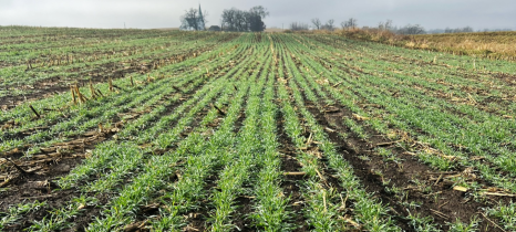 green cover crops grow in rows in a farm field