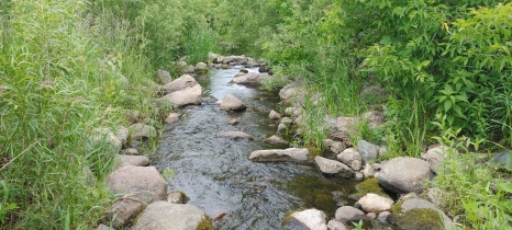 A small stream of water with rocks in it. Vegetation grows on the banks.