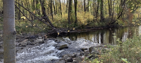 A river flows through a wooded area