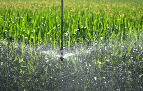 irrigator nozzle sprays water in corn field