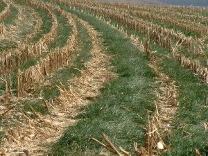 No-Till/Cover Crop