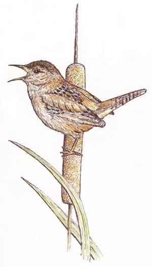 Wren on cattail