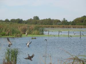 Waterfowl
