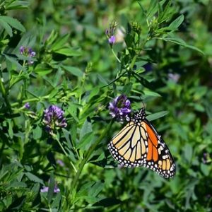 Monarch Butterfly