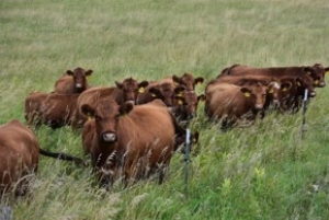 cattle grazing in field