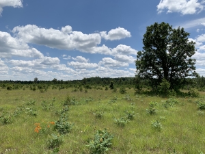 Oak savanna ecosystem landscape