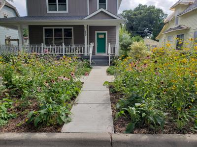Native plants looking beautiful in a residential boulevard