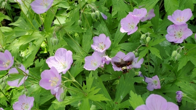 pollinator on a flower