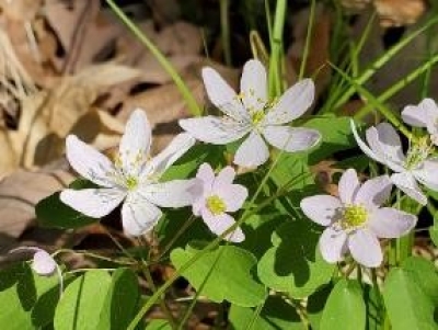 close-up of Rue Anemone flowering native plant
