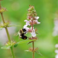 Bumblebee on hedge nettle