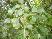 Common buckthorn