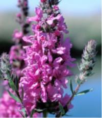 purple loosestrife, an invasive species