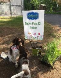 Carlton plant sale