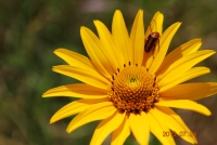 Insect on a flower